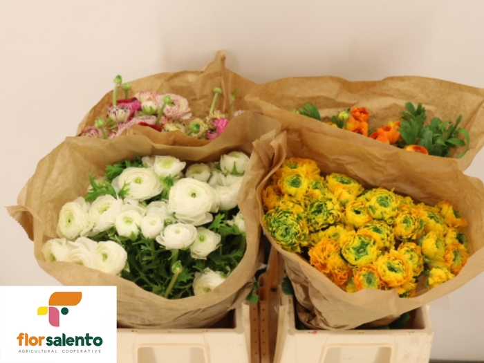 <h4>RAN GEM IN FUST</h4>