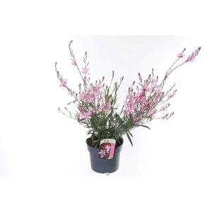 Gaura lind. Geyser Pink