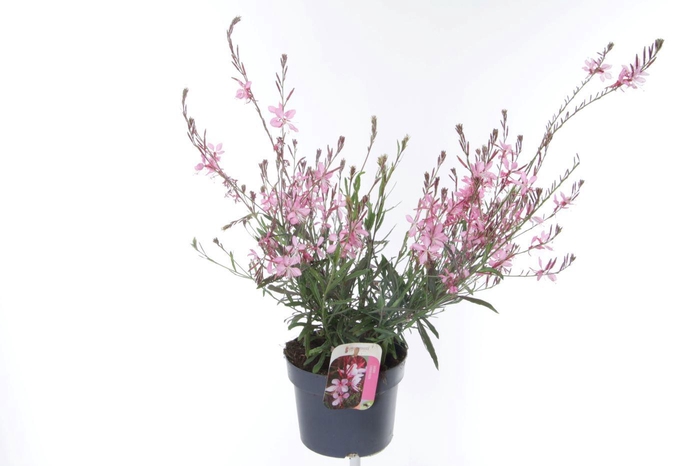 <h4>Gaura lind. Geyser Pink</h4>