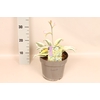 vaste planten 19 cm  Hosta autumn frost afd. 1