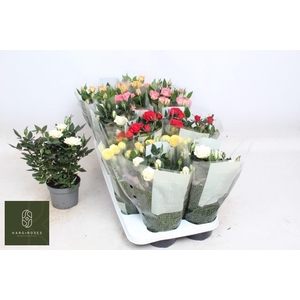 RO KORDANA GEM 5 SRT