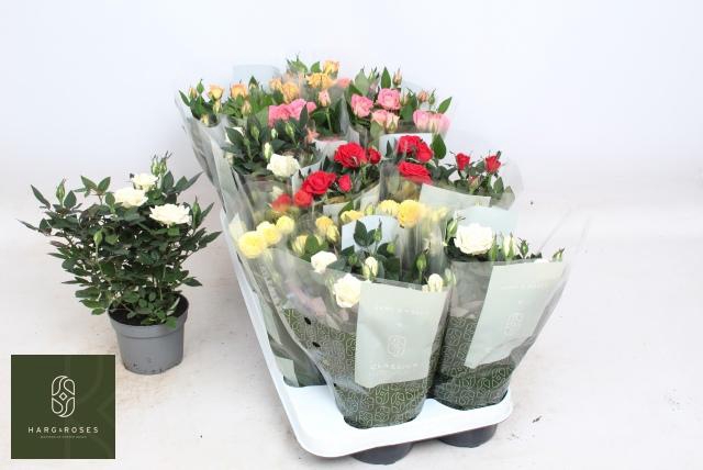 <h4>RO KORDANA GEM 5 SRT</h4>