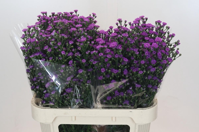 <h4>Aster Baby Pink</h4>