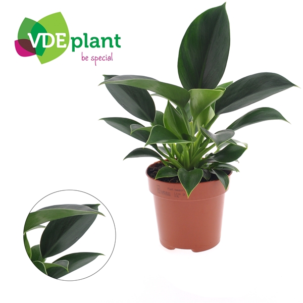 <h4>Philodendron 'Green Princess'</h4>