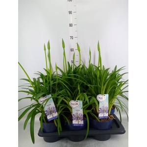 Agapanthus  'Amourette Superb'