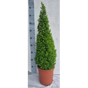 BUXU SEMPERVIRENS