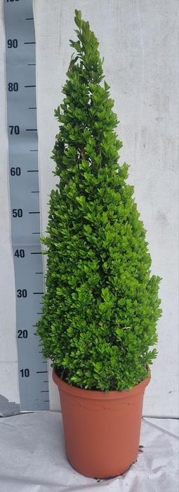 <h4>BUXU SEMPERVIRENS</h4>