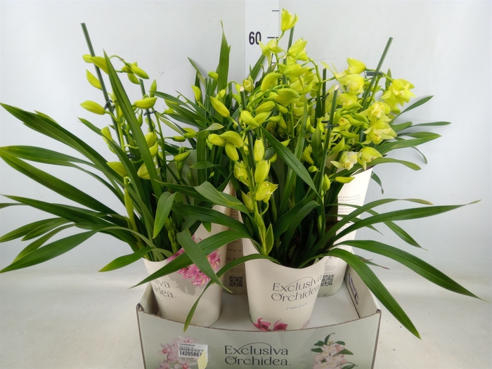 <h4>Cymbidium   ...</h4>