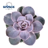 Echeveria Pearl Von Neurenberg Cutflower Wincx-8cm