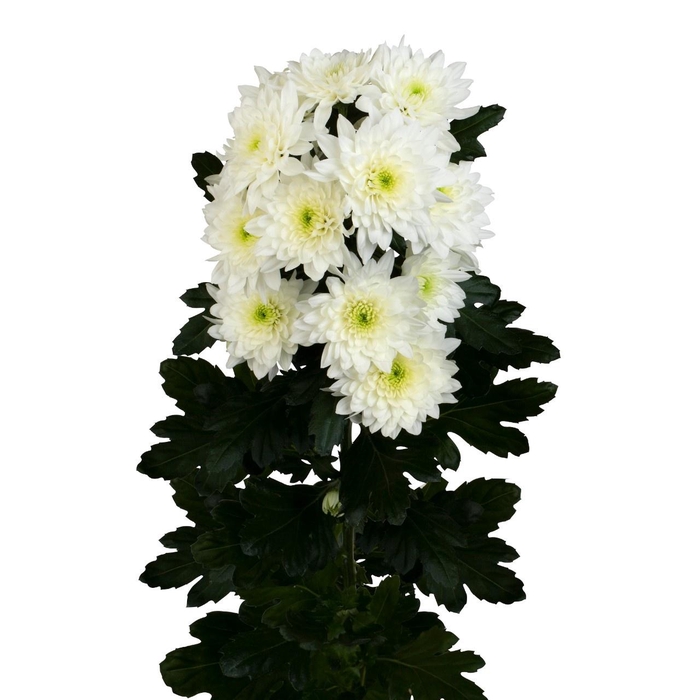 <h4>CHR T PASTELA WHITE</h4>