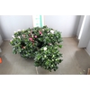 RHODO SI V GEM 4 KLEUREN