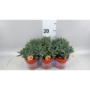 Crassula  'Tarantula'