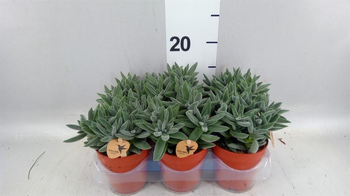 <h4>Crassula  'Tarantula'</h4>