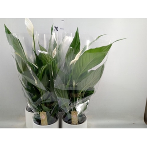 Spathiphyllum  'Sweet Chico'