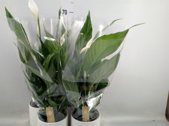 <h4>Spathiphyllum  'Sweet Chico'</h4>