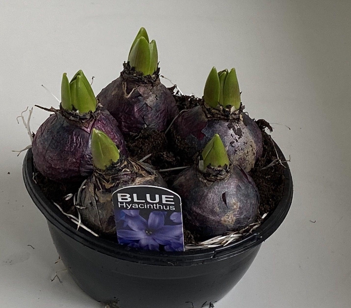 <h4>16 cm Hyacint Blue Pearl in zwarte schaal 5pp</h4>