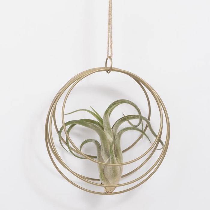 TILLANDSIA IONANTHA