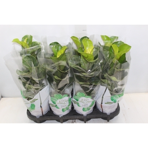 FICUS LYRATA BAMBINO P15 COMPACTO