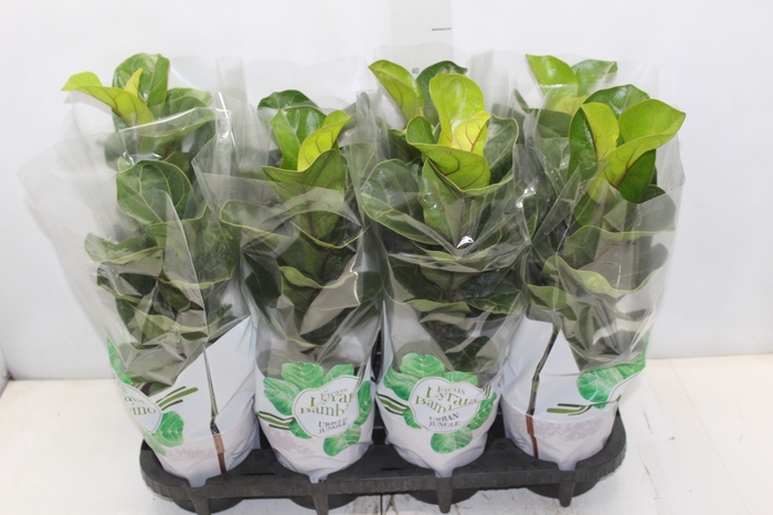 <h4>FICUS LYRATA BAMBINO P15 COMPACTO</h4>