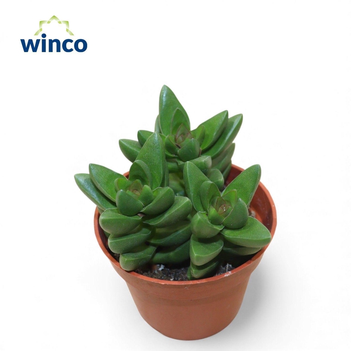 <h4>Crassula Ben (group)</h4>