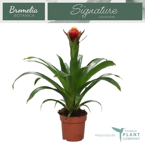 Guzmania   ...