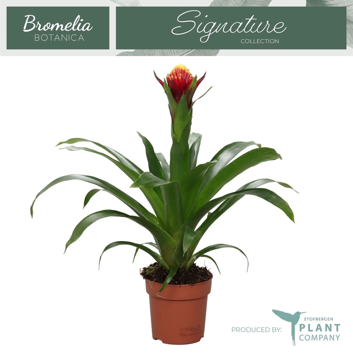 <h4>Guzmania   ...</h4>