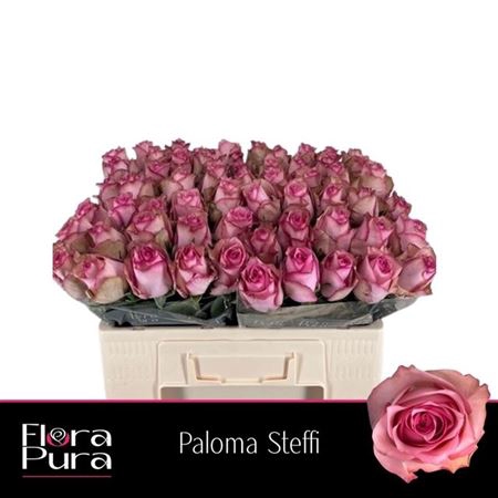 <h4>Rosa a grande fleur Paloma Steffi</h4>