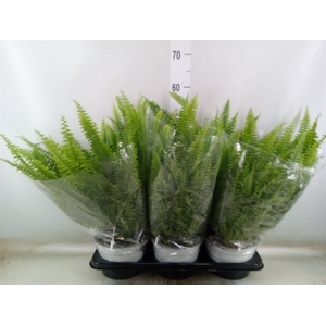 Nephrolepis exal. 'Sonata'
