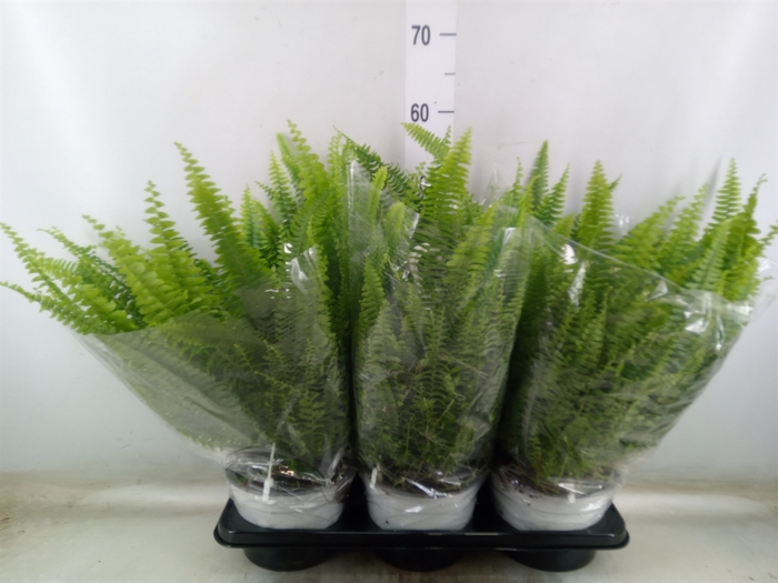 <h4>Nephrolepis exal. 'Sonata'</h4>