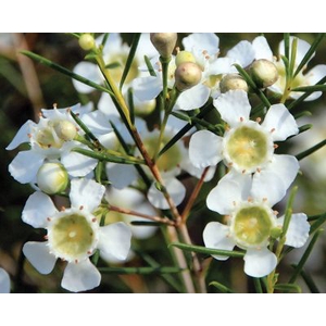 Wax Ofir (White, 110 gr/ps)