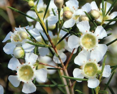 <h4>Wax Early Ofir (White, 85 gr/ps)</h4>
