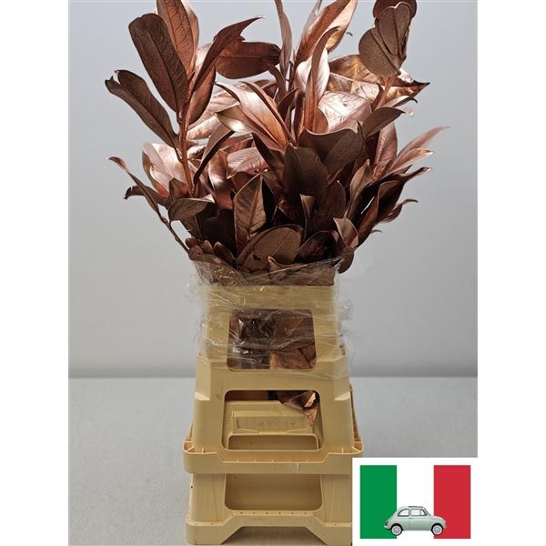 <h4>MAGNOLIA METAL KOPER PB</h4>