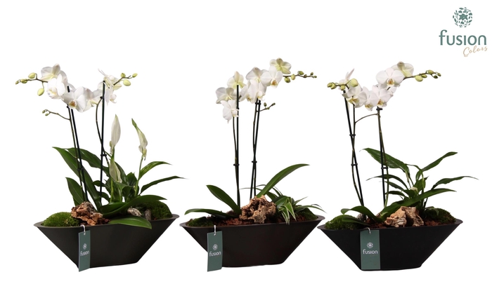 <h4>Metalen bootvorm pot met D35 H45</h4>