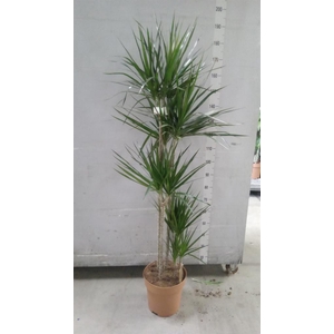 Dracaena marg.