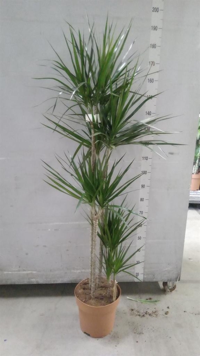 <h4>Dracaena marg.</h4>