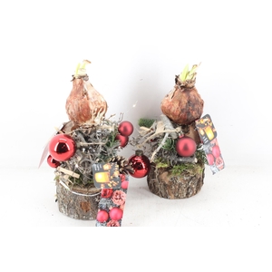 arr4 Amaryllis MB - Stam ballen RED led