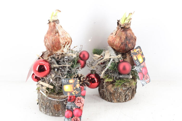 <h4>arr4 Amaryllis MB - Stam ballen RED led</h4>