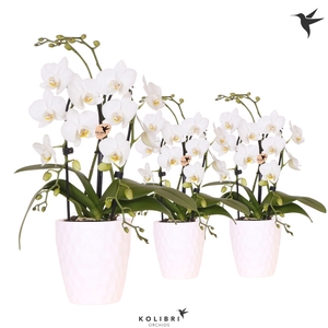 Kolibri Orchids Phalaenopsis Cascade Niagara Fall white 2 spike in Honey pot