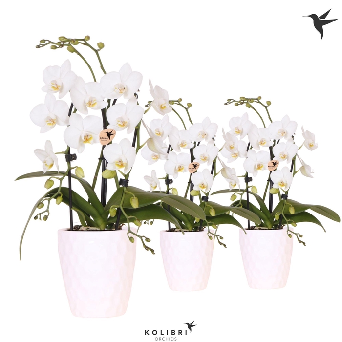 <h4>Kolibri Orchids Phalaenopsis Cascade Niagara Fall white 2 spike in Honey pot</h4>