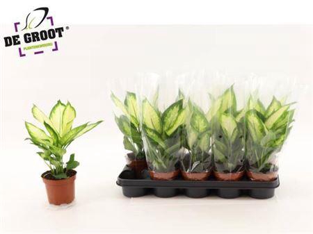 <h4>Dieff Camilla</h4>