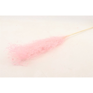 Dried Silvergrass Xl Lightpink 5pc Bunch Slv