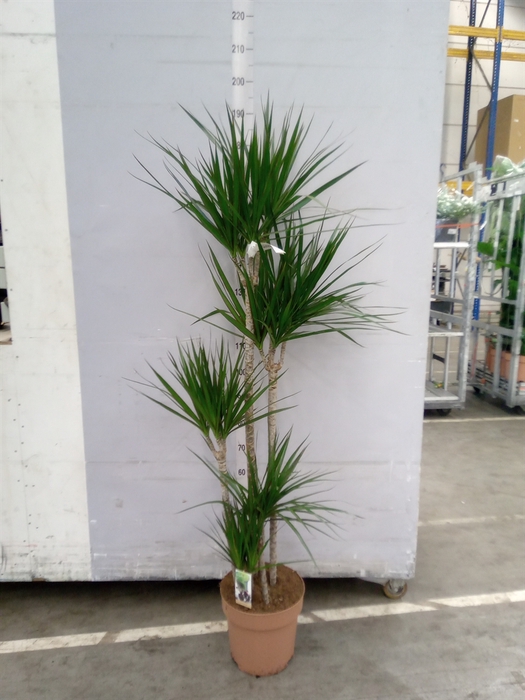 Dracaena marg.