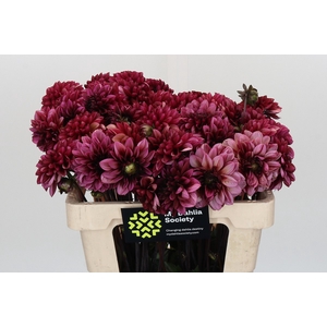 Dahlia Seniors Hope