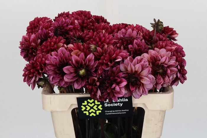 <h4>Dahlia Seniors Hope</h4>