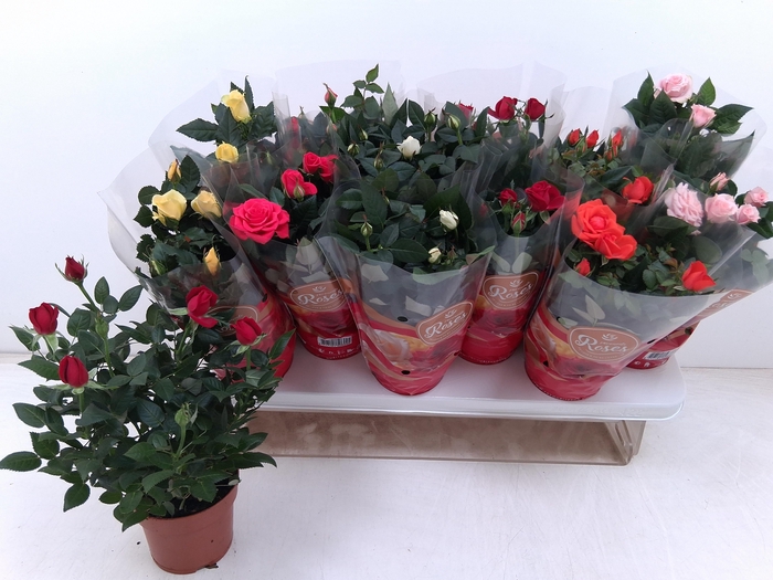 <h4>RO FAV RO GEM 6 SRT</h4>