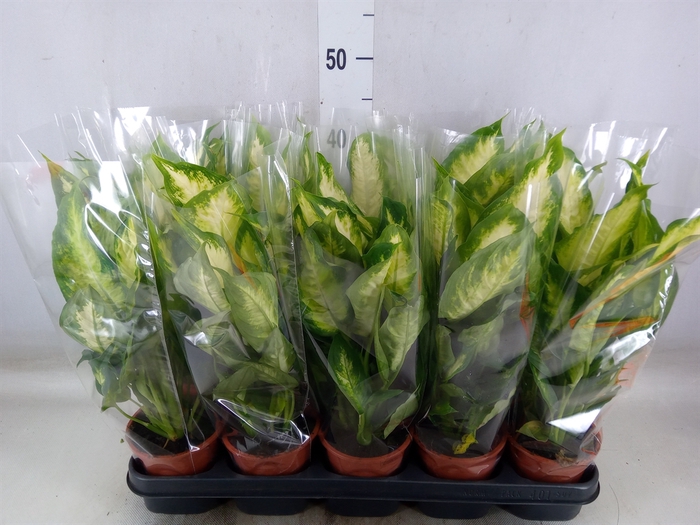 <h4>Dieffenbachia  'Camilla'</h4>