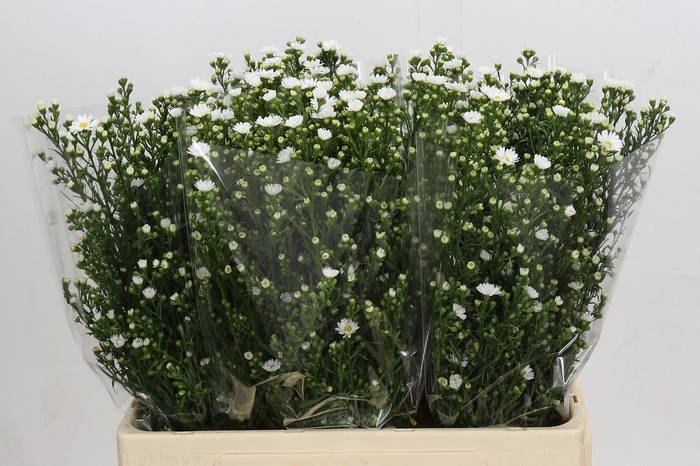 <h4>AST PAQUITA</h4>