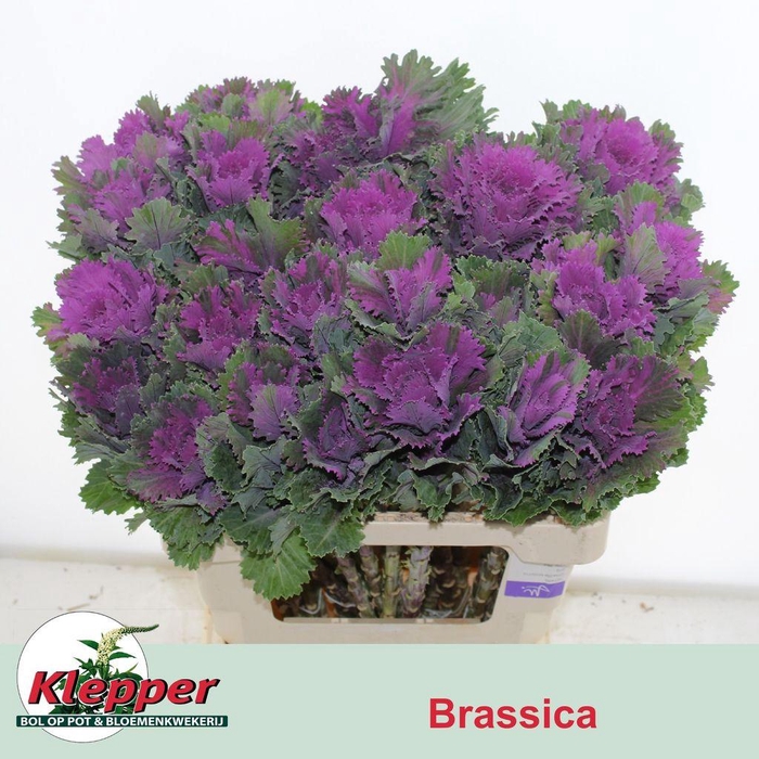 <h4>Brassica altair</h4>