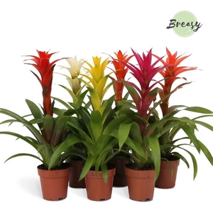 Guzmania Suerte Cupcake