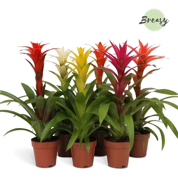 <h4>Guzmania Suerte Cupcake</h4>